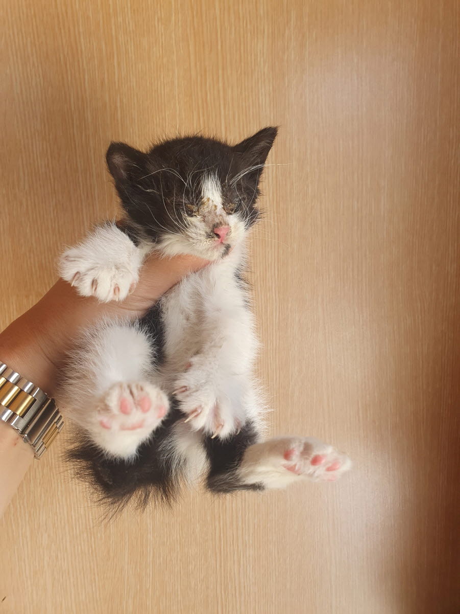 속초시유기동물보호소_442423202300169